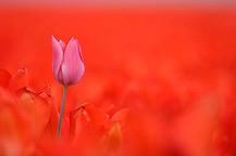 tulpen