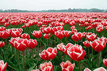 tulpen