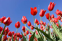tulpen