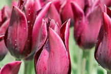 tulpen