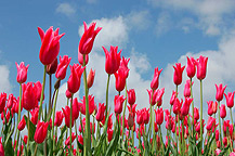 tulpen