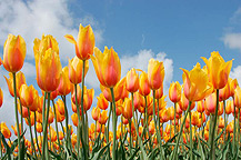 tulpen