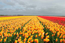tulpen