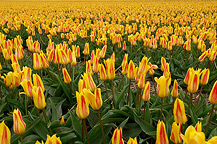tulpen