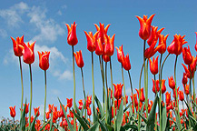 tulpen